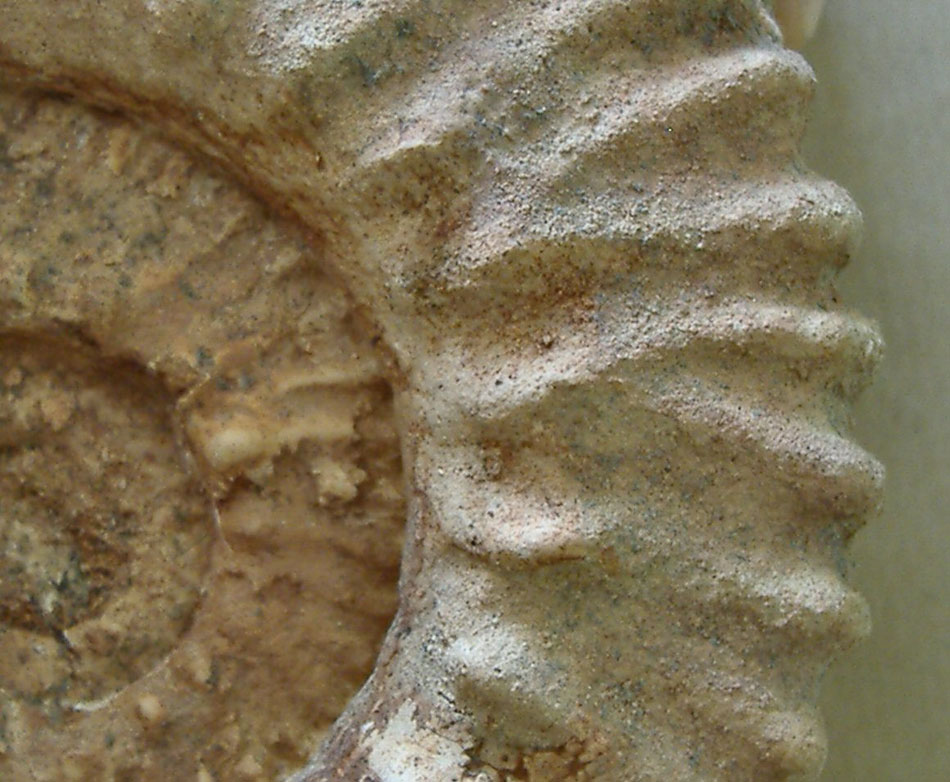 AMMONITE (nuova) 13